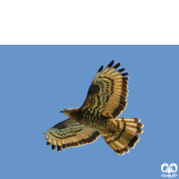 گونه سارگپه جنگلی European Honey Buzzard